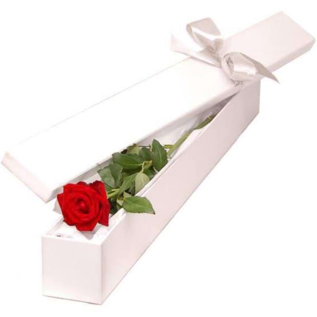 Single rose in Luxury box