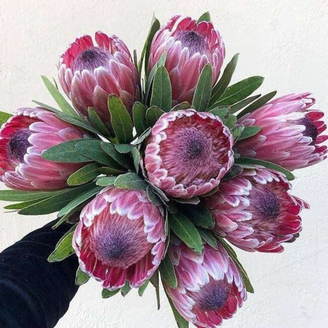 Proteas